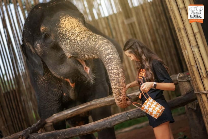 Phuket: Elephant Jungle Sanctuary Ethical Feeding Experience - Photos you’ll actually want: close-up without turning it chaotic