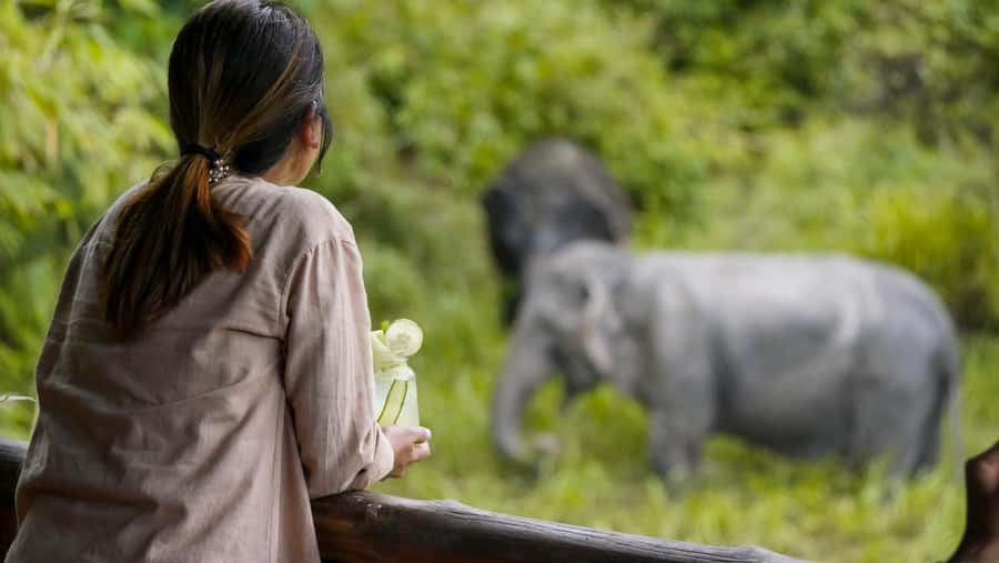 Phuket: Elephant Sanctuary Canopy Walkway Tour - Key takeaways before you go