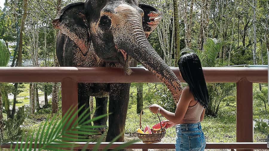 Phuket: Elephant Sanctuary Canopy Walkway Tour - Feeding rescued elephants fruit baskets (included until March 2026)