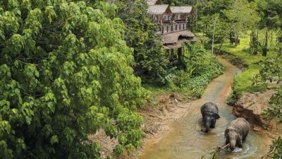 Phuket: Elephant Sanctuary Canopy Walkway Tour - The documentary and the guide-led elephant stories