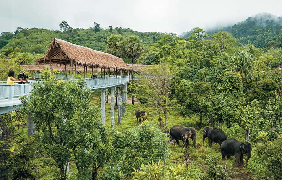 Phuket: Elephant Sanctuary Canopy Walkway Tour - Who should book this canopy walkway tour