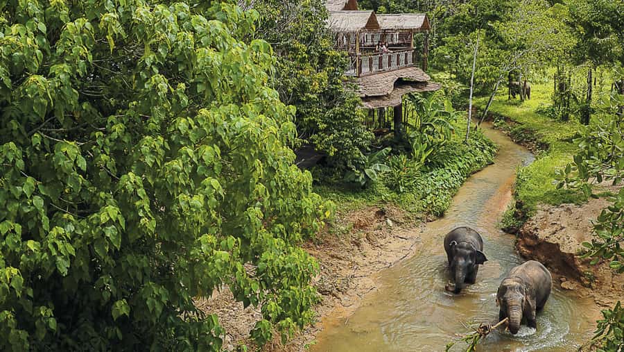 Phuket: Elephant Sanctuary Canopy Walkway Tour - The documentary and the guide-led elephant stories