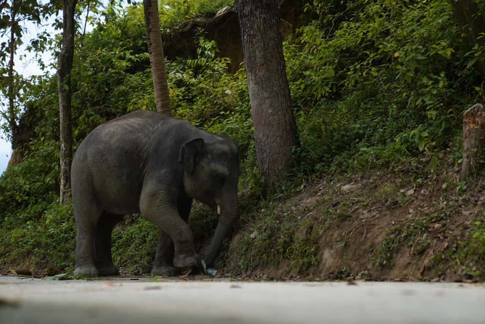 Phuket: Elephant Sanctuary Guided Tour with Hotel Transfers - Who this tour is best for