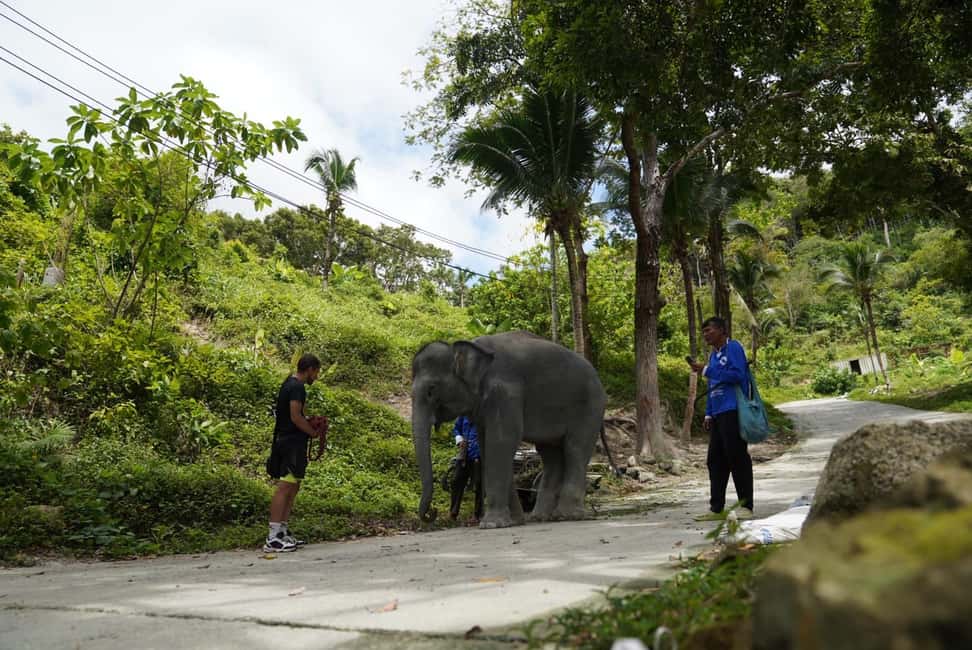 Phuket: Elephant Sanctuary Guided Tour with Hotel Transfers - Feeding from your hand: the highlight you’ll remember