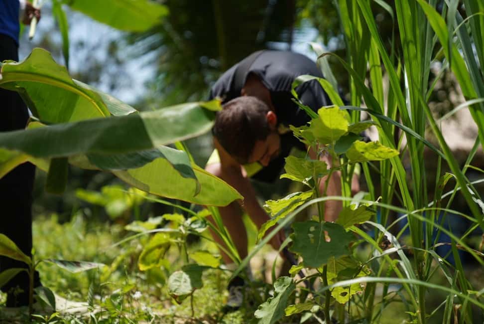Phuket: Elephant Sanctuary Guided Tour with Hotel Transfers - Why the $40 price can be good value (and when it isn’t)