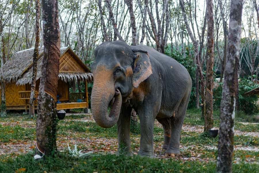Phuket: Elephant Sanctuary Tour, Cooking Class & Lunch - What to pack (so the day stays fun, not miserable)