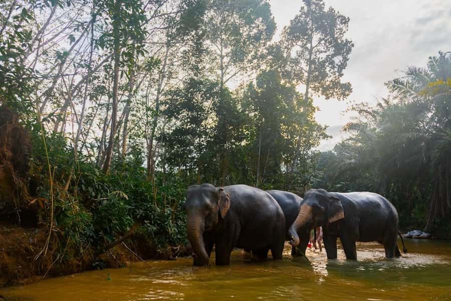 Phuket: Elephant Sanctuary Tour, Cooking Class & Lunch - The sanctuary walk: trees, paths, and natural elephant behavior