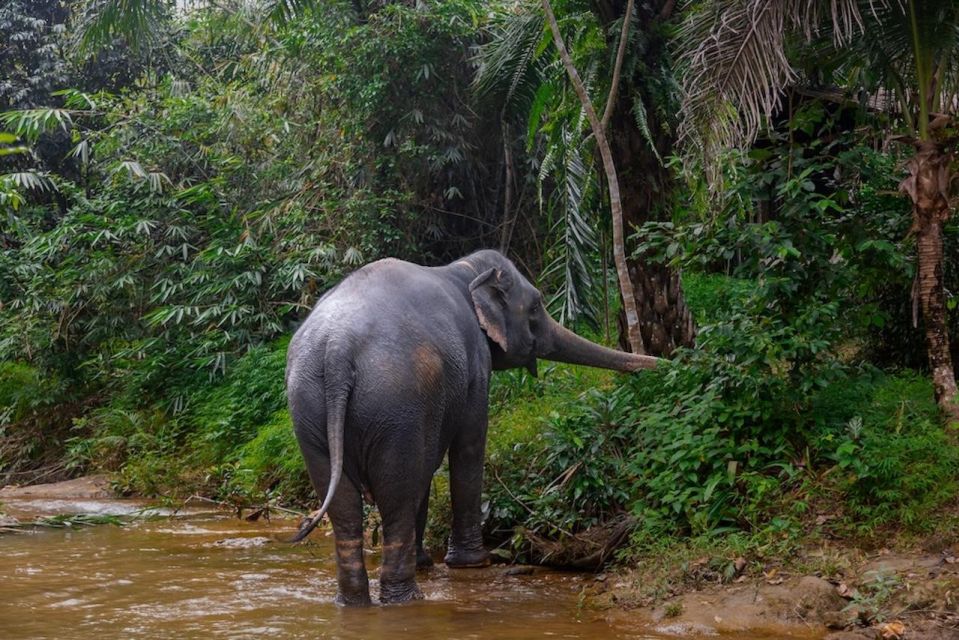 Phuket: Elephant Sanctuary Tour, Cooking Class & Lunch - Sai Rung Waterfall stop: a short break, and why the day stays flexible