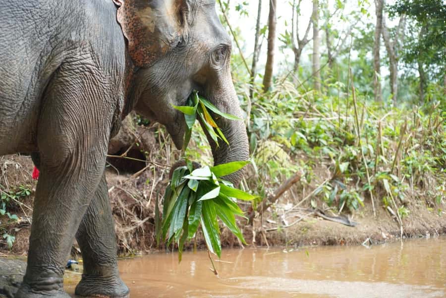 Phuket: Elephant Sanctuary Tour, Cooking Class & Lunch - Helping in the elephant garden and staying respectful the whole time