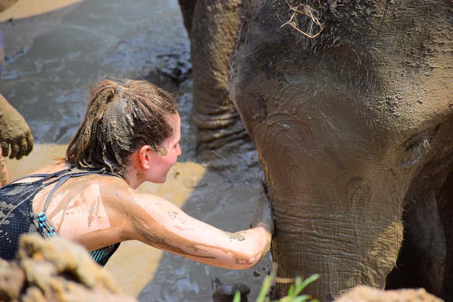 Phuket: Elephant Save & Care Program Tour - Quick reasons this Phuket elephant care tour gets rave reviews
