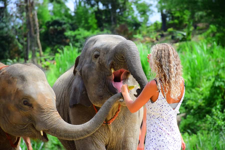 Phuket: Elephant Save & Care Program Tour - Pickup windows and how the day is paced (morning vs afternoon)