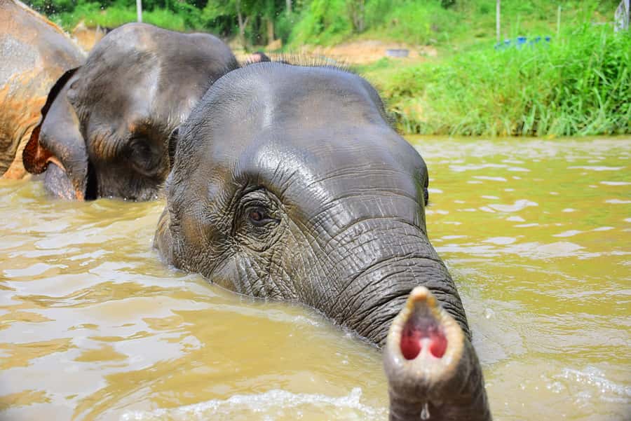 Phuket: Elephant Save & Care Program Tour - Bathing with an Elephant & Water lesson in a natural pool