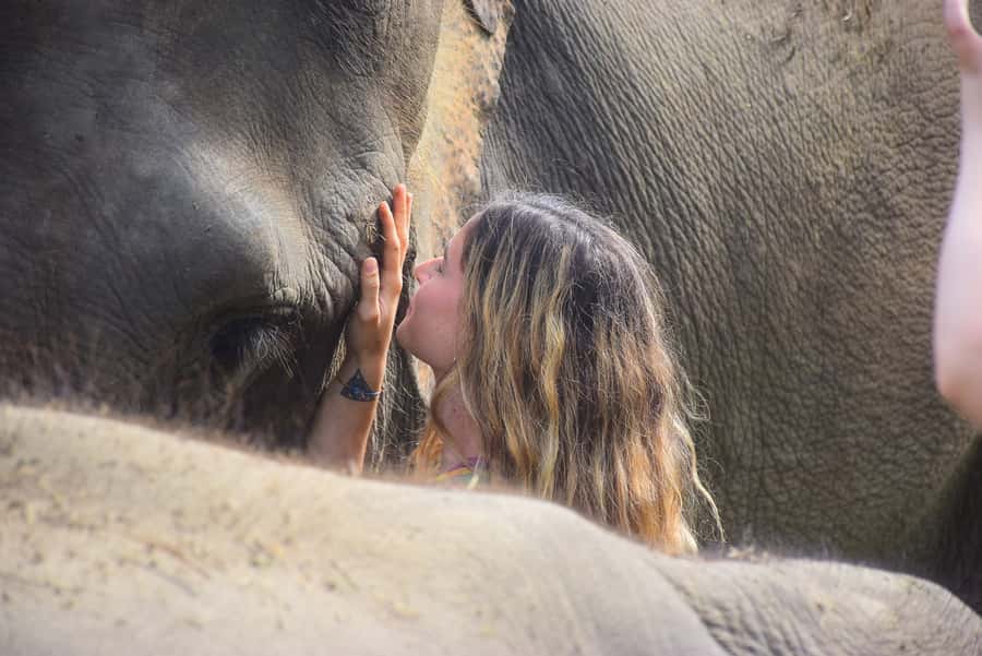 Phuket: Elephant Save & Care Program Tour - Price and value: is $83 per person worth it?