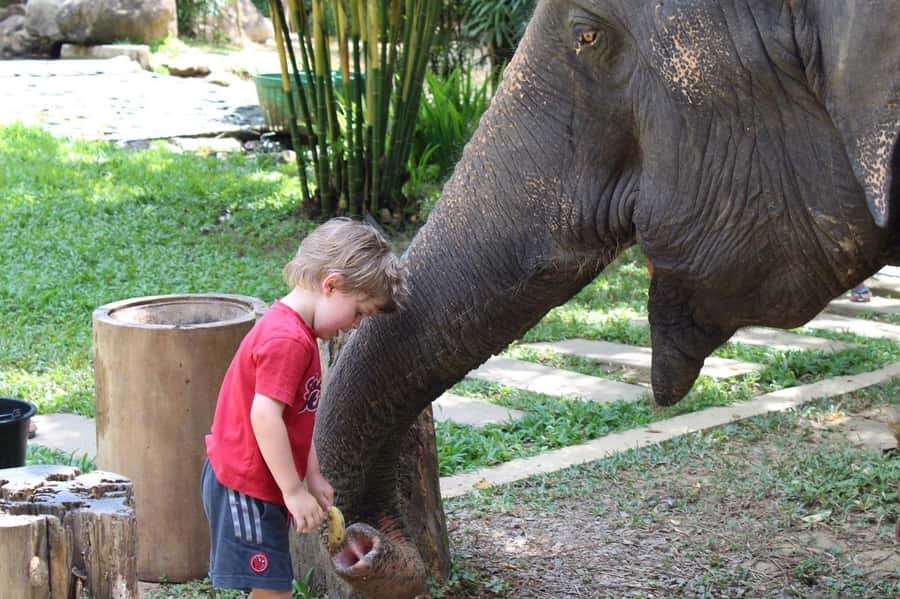 Phuket: Ethical Elephant Sanctuary Experience - What makes it ethical in practice (not just in wording)