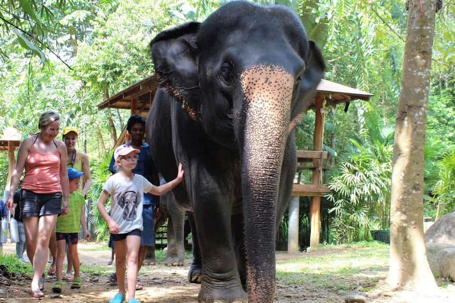 Phuket: Ethical Elephant Sanctuary Experience - Elephant care class: food prep before you meet the giants