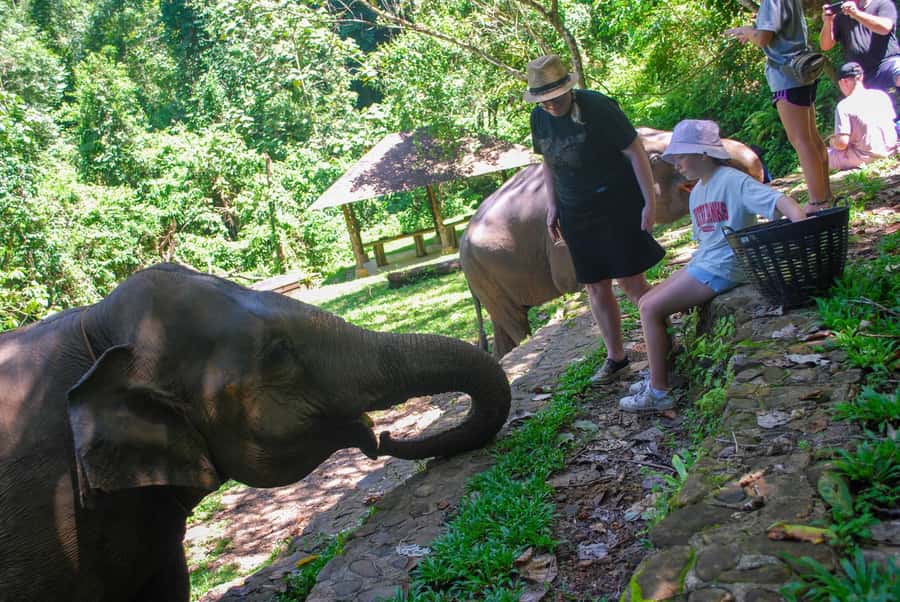 Phuket: Ethical Elephant Sanctuary Experience - Walking with the elephants in the hills: close, calm, and guided