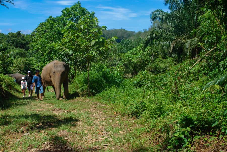 Phuket: Ethical Elephant Sanctuary Experience - The lake bath: help clean elephants, then get yourself wet