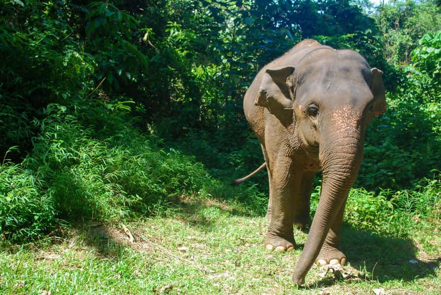 Phuket: Ethical Elephant Sanctuary Experience - Tour options: pick the one that matches your day