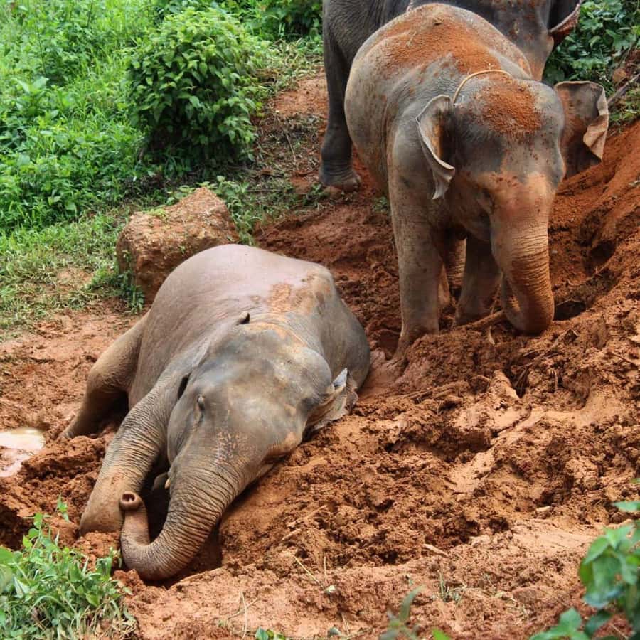 Phuket: Ethical Elephant Sanctuary Experience - Who this is best for (and who should think twice)
