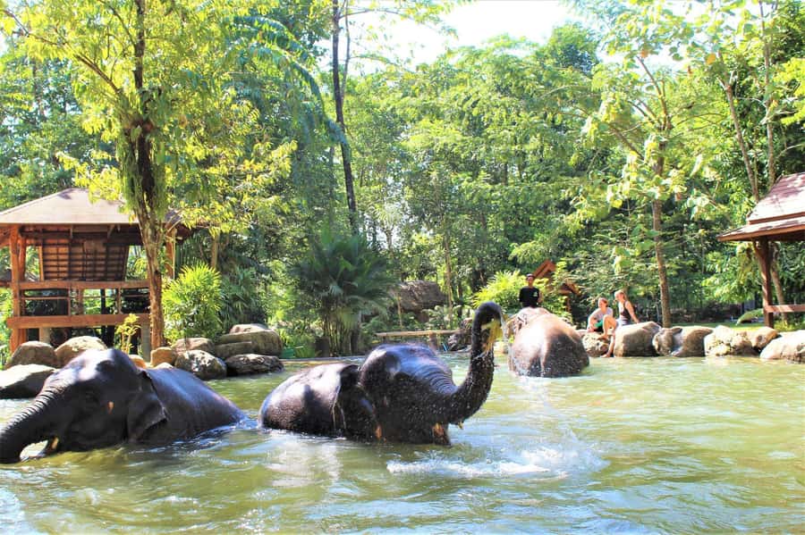 Phuket: Ethical Elephant Sanctuary Experience - Getting to the sanctuary: pickup and the jungle drive reality check