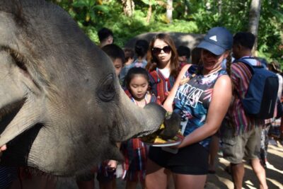 Phuket: Half Day or 2-Hour Ethical Elephant Care Sanctuary - Option A vs Option B: choosing the right elephant time
