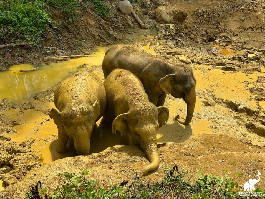 Phuket: Hidden Forest Elephant Reserve with Meal & Transfer - Practical tips that will make your half-day smoother