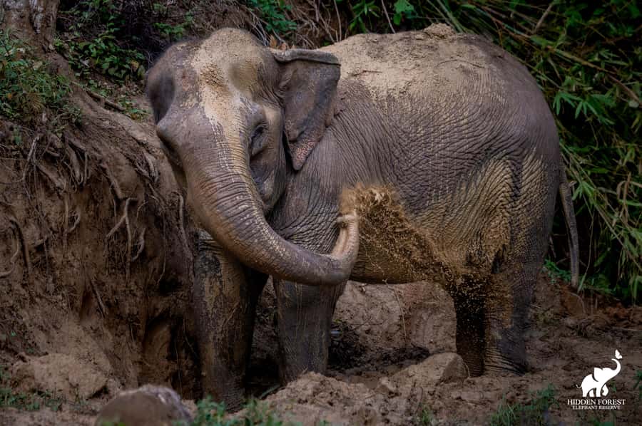 Phuket: Hidden Forest Elephant Reserve with Meal & Transfer - Why this Phuket elephant reserve feels different than most