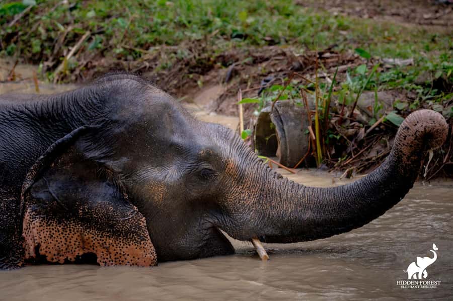 Phuket: Hidden Forest Elephant Reserve with Meal & Transfer - The welcome video and how the meet-and-feed is handled