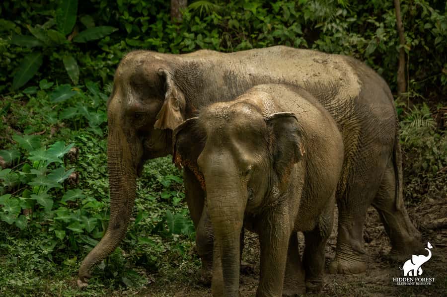 Phuket: Hidden Forest Elephant Reserve with Meal & Transfer - The forest walk through bamboo observation huts
