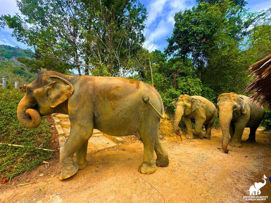 Phuket: Hidden Forest Elephant Reserve with Meal & Transfer - Price and value: what your $99 actually buys