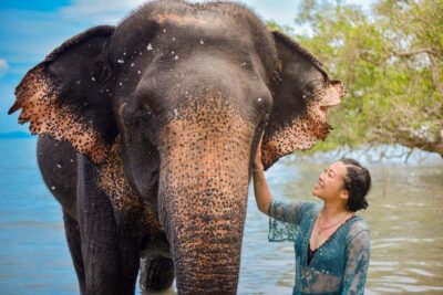 Phuket: Lily Elephant Half day Trip on the Beach with lunch - Where the Day Starts: Camp Welcome and Respect Basics