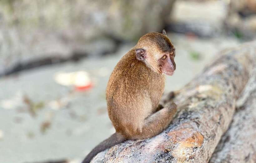 Phuket: Phi Phi Islands and Maya Bay Day Trip with Lunch - Seasickness, Timing, and Who This Tour Fits