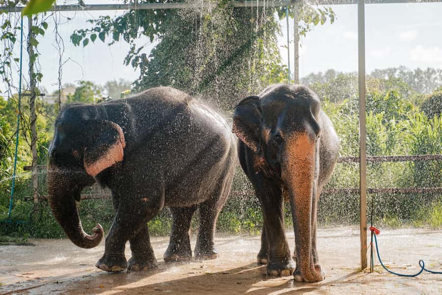 Phuket: Phuket Elephant Care Sanctuary ECO Tour - Phuket Elephant Care: Why This ECO Tour Feels Different
