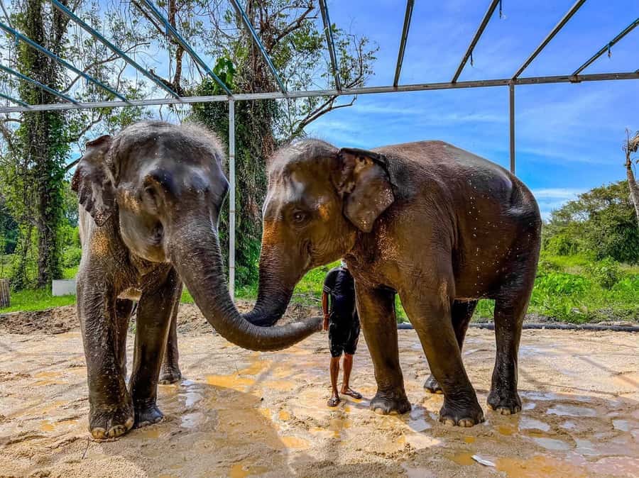 Phuket: Phuket Elephant Care Sanctuary ECO Tour - Rain Shower Rinse: The Clean Reset (and Why It’s Included)
