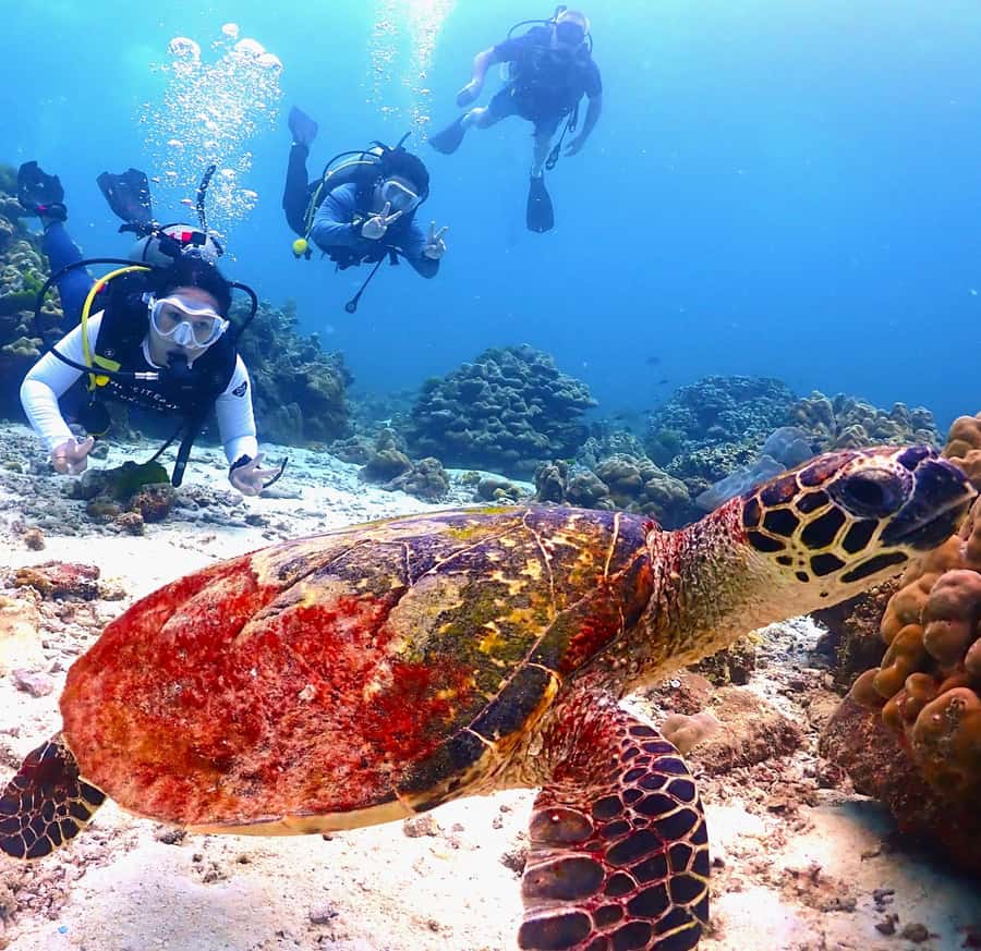 Phuket: Scuba Diving Maithon Or Racha Islands For All Levels - Key highlights worth your attention