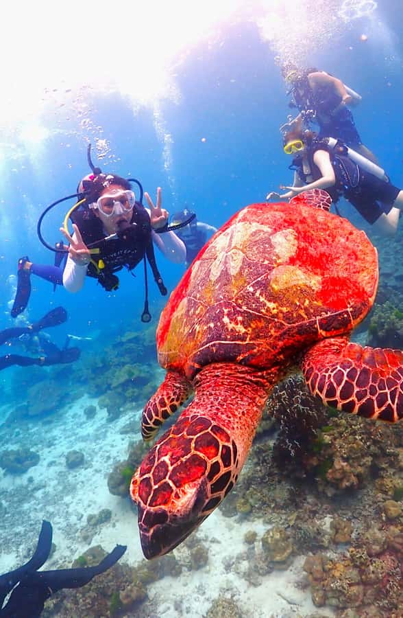 Phuket: Scuba Diving Maithon Or Racha Islands For All Levels - Racha Yai and Racha Noi: coral, fish, and the feeling of a real reef