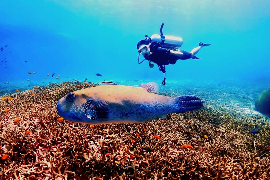 Phuket: Scuba Diving Maithon Or Racha Islands For All Levels - Price and logistics: where the $100 value really comes from