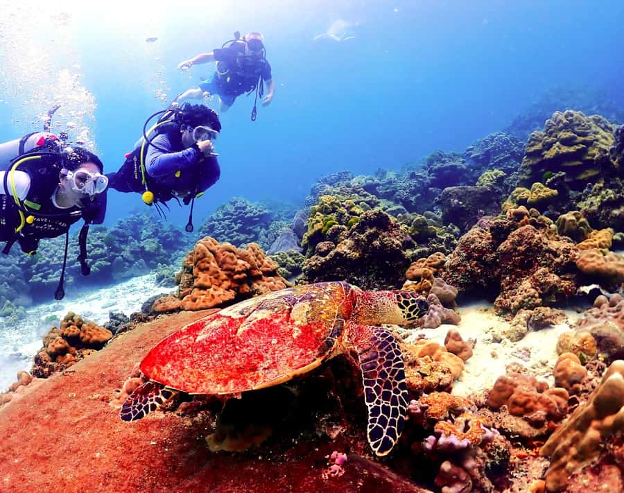 Phuket: Scuba Diving Maithon Or Racha Islands For All Levels - Choosing your underwater plan: beginner sessions, certified refreshers, and snorkeling