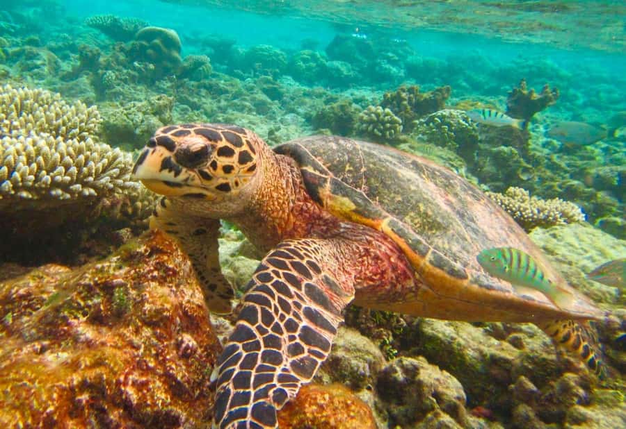 Similan Islands Early-Bird Tour From Phuket and Khao Lak! - Key things that make this tour work