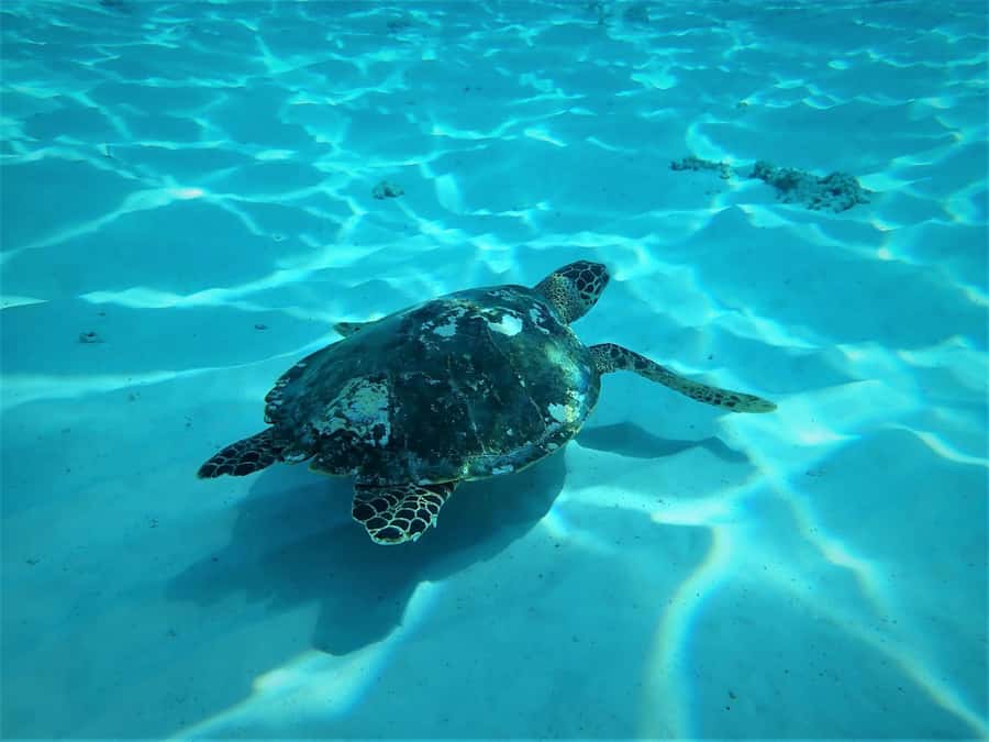 Similan Islands Early-Bird Tour From Phuket and Khao Lak! - Snorkelling at three Similan spots: how to make your time count