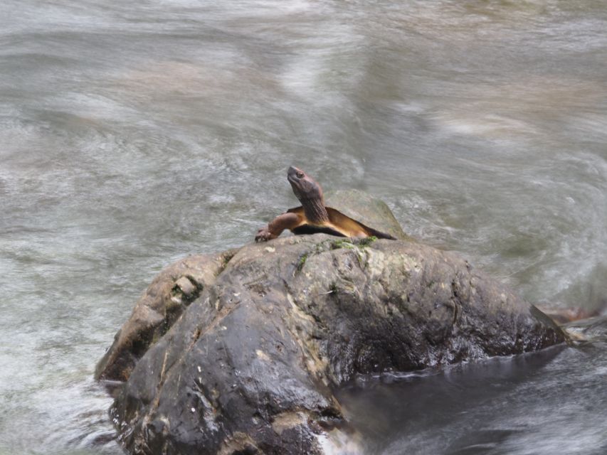 Sok River: Bamboo Raft Ride, Monkey Temple & View Point Tour - Monkey temple cave: Buddhism, monkeys, and a front-row dose of nature